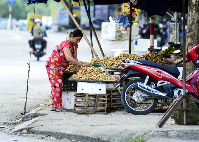 Mùa[-]thu[-]hoạch[-]bòn[-]bon[-]"tiến[-]vua"